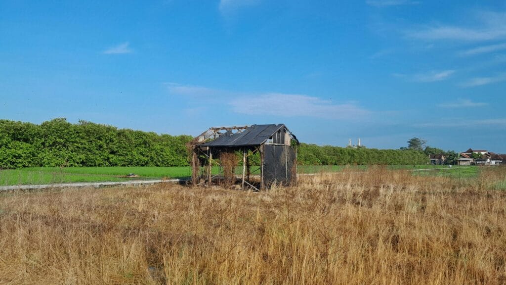 Shed Removal